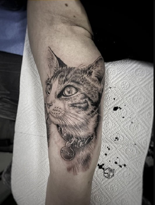 Gatos tatuados