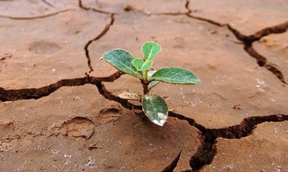 Tatuajes de resiliencia