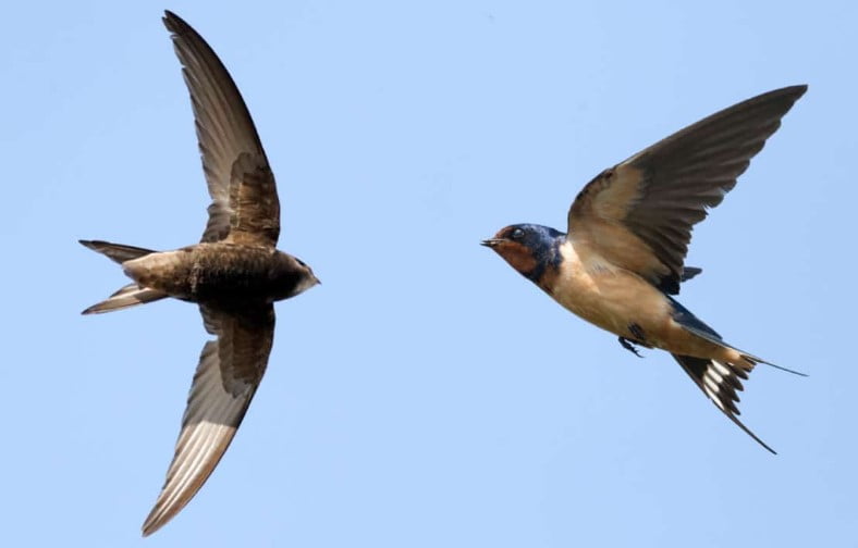 Golondrinas tatuadas ejemplos